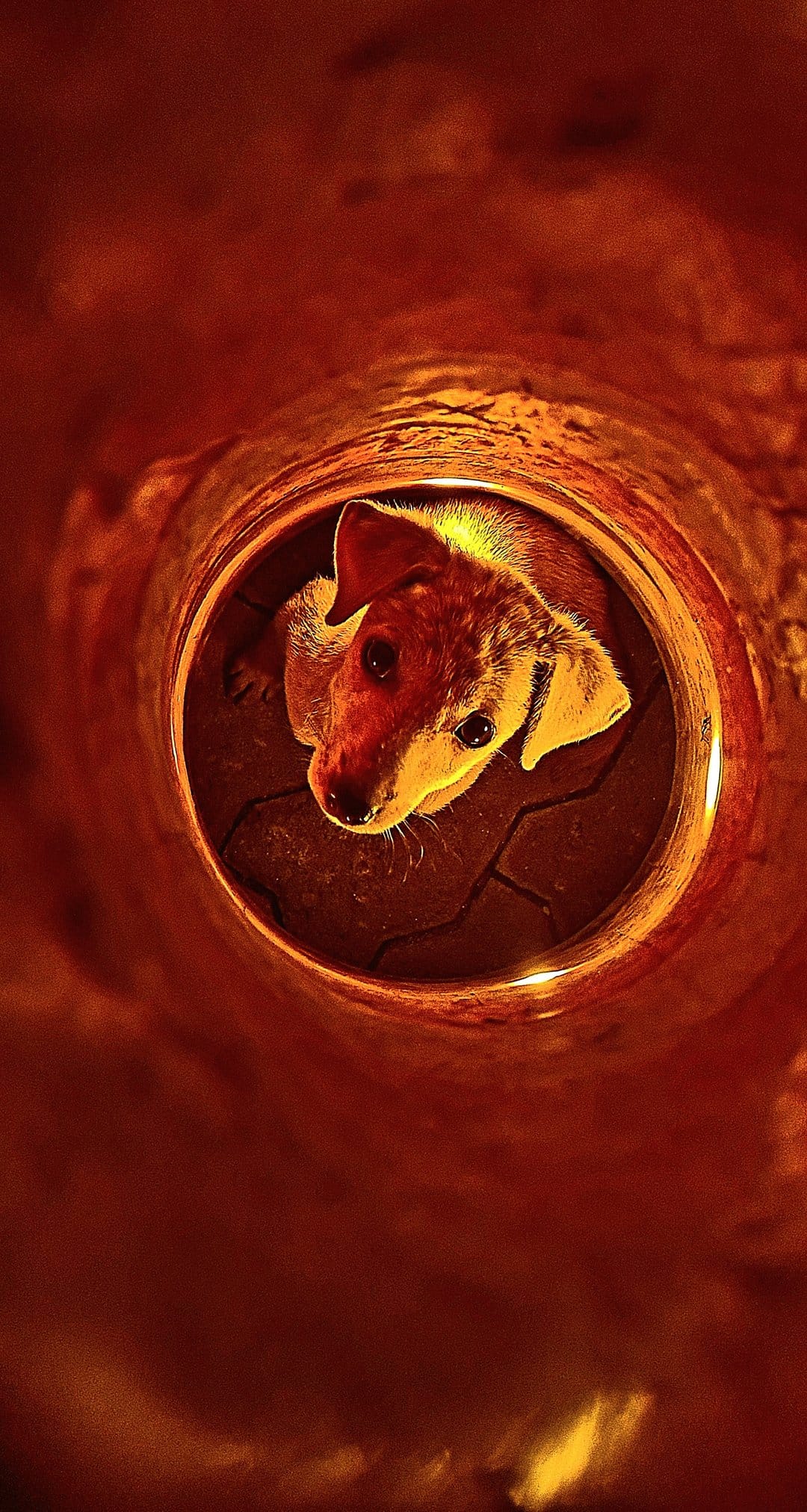 Puppy with wide eyes peeks upward from the end of a dark reddish pipe illuminated by warm dramatic light.
