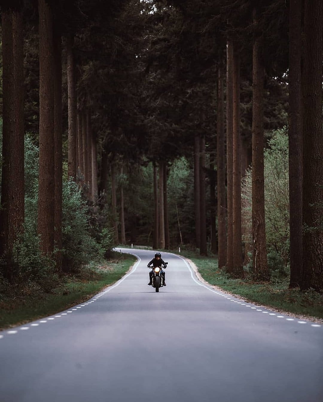 Motorcyclist in a helmet riding along a winding paved road between towering dark trees in a dense forest.