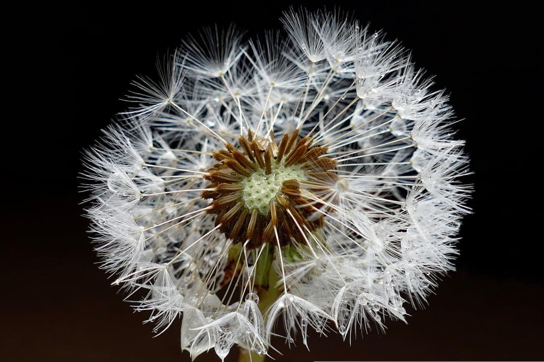 White dandelion pappus hairs with glistening water droplets arranged in a radial pattern against a dark backdrop.