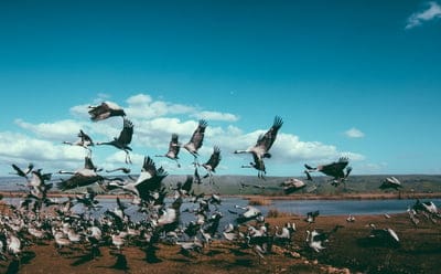 cranes,flock,birds,flight