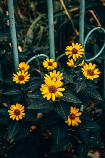 yellow flowers,phone wallpaper,garden,beautiful wallpaper,nature,flora,mobile wallpaper 4k,bloom,floral background,mobile wallpaper,wallpaper,ipad wallpaper,samsung wallpaper,macro photography,background,lock screen wallpaper,iphone wallpaper