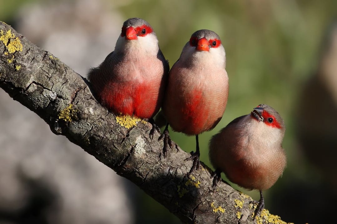 Three small birds with grey heads and red eye patches perch on a rough tree branch covered in yellow lichen.