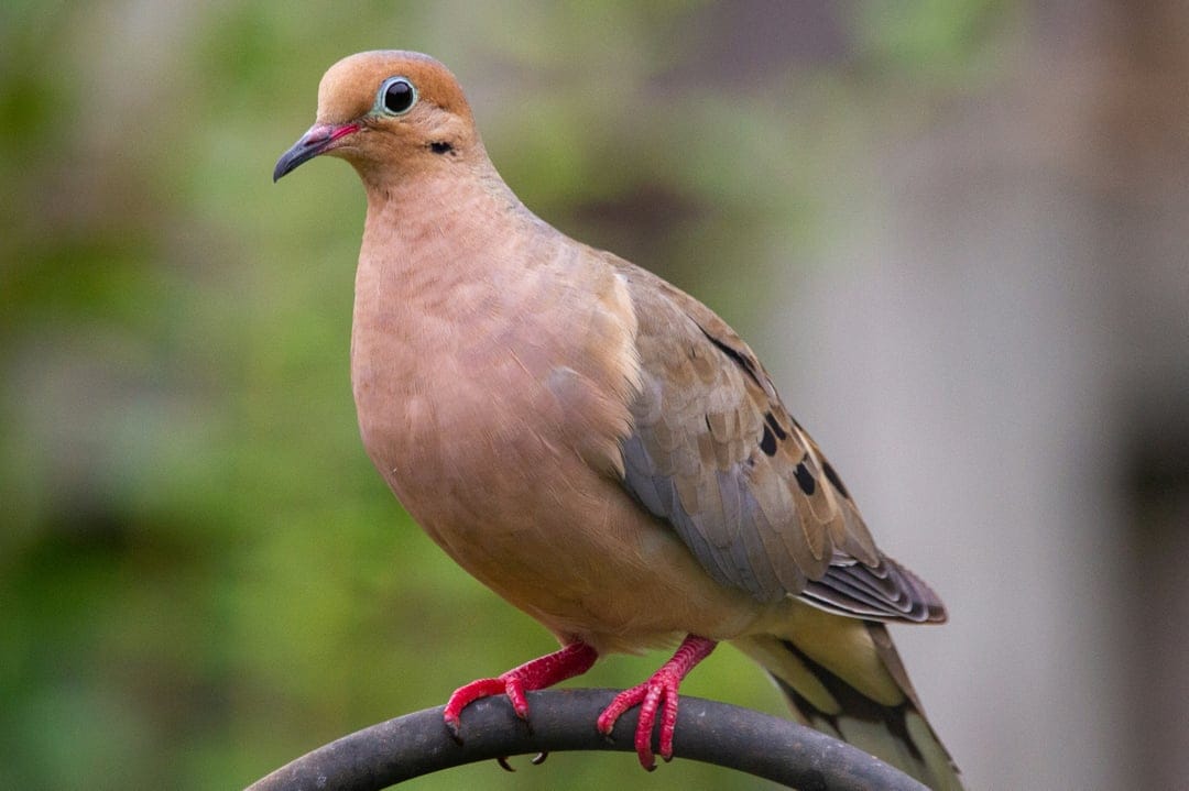Mourning Dove with soft brown feathers and pink feet perched on a dark branch against a blurred green background.