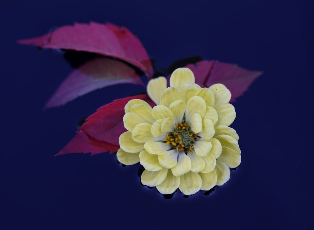 Yellow zinnia flower floating on dark blue water with scattered red leaves and detailed petal textures.
