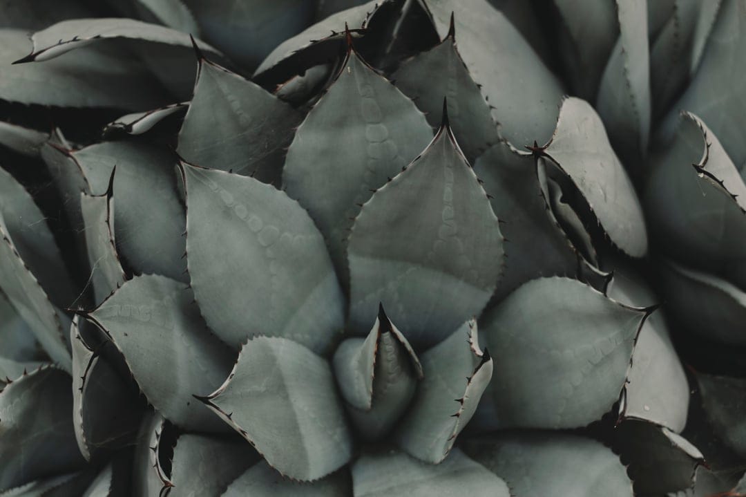 Agave plant rosette with thick blue-green leaves, sharp dark tips, and serrated edges in a macro view.