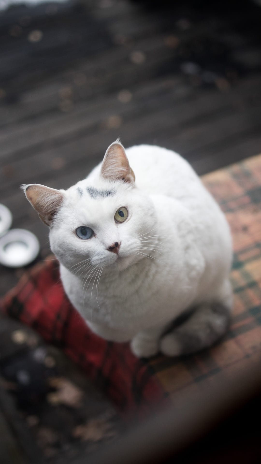White cat with one blue eye and one amber eye sits on a red plaid cushion with a blurred rustic background.