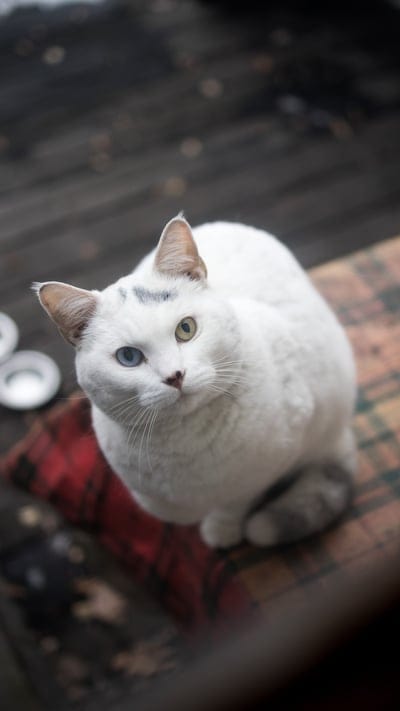 cat, white cat, heterochromia, blue eye, amber eye, odd-eyed cat, feline, pet, animal, domestic cat, curious cat, cat portrait, plaid cushion, indoor cat, cute cat, whiskered friend, beautiful cat, fluffy, calm, observant