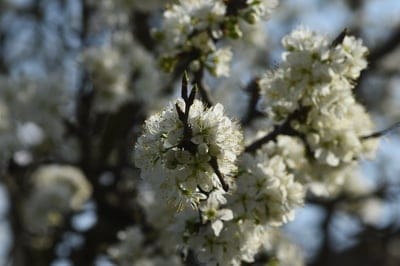 White blackthorn blossoms with yellow stamens glow in soft sunlight against a blurred blue and green backdrop.