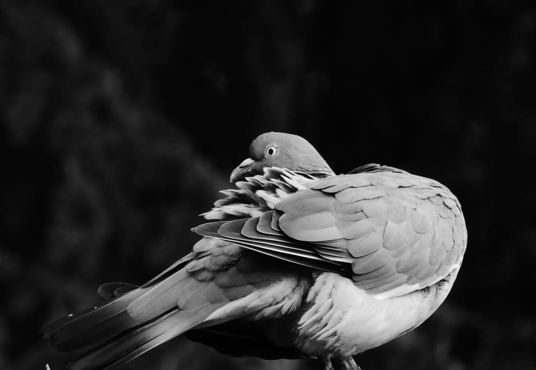 Pigeon with head tucked into wing feathers shown in a close-up black and white portrait against a dark background.