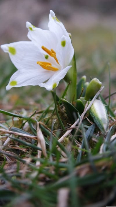 White Leucojum flower with green spots on petals grows in green grass under soft spring light with blurred bokeh.