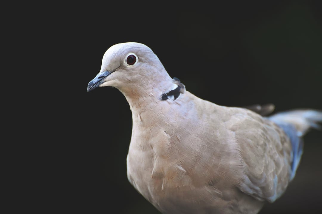 Eurasian Collared-Dove with soft grey feathers and a black neck ring set against a dark, out-of-focus background.