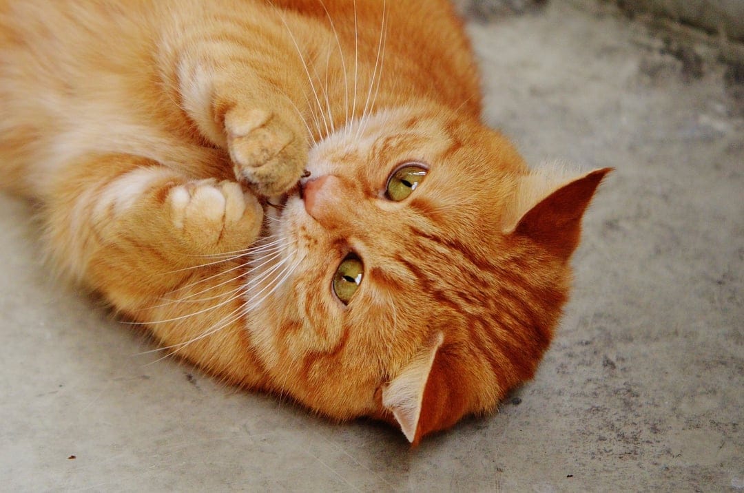 Ginger tabby cat lying on its back playing with its paws on grey concrete showing green eyes and soft fur.