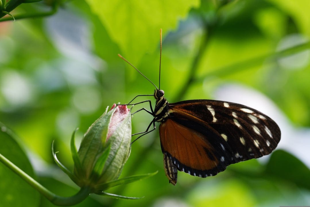 Orange and black butterfly with white spots resting on a pink flower bud against a blurred green foliage background.