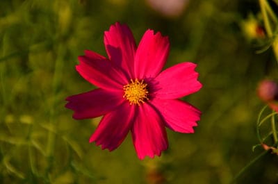 Pink cosmos flower with a yellow center and ruffled petals captured in a close-up shot with a blurred background.
