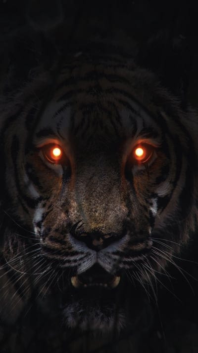 tiger,eyes,glow,predator