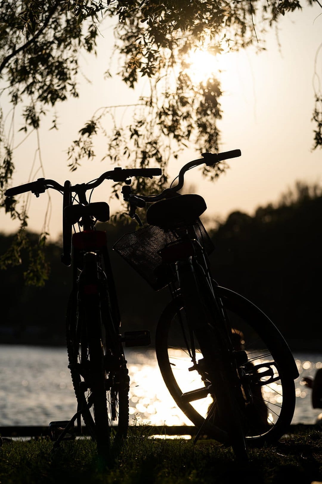 Bicycles silhouetted against a golden sunset reflecting on water, framed by leafy branches from above.