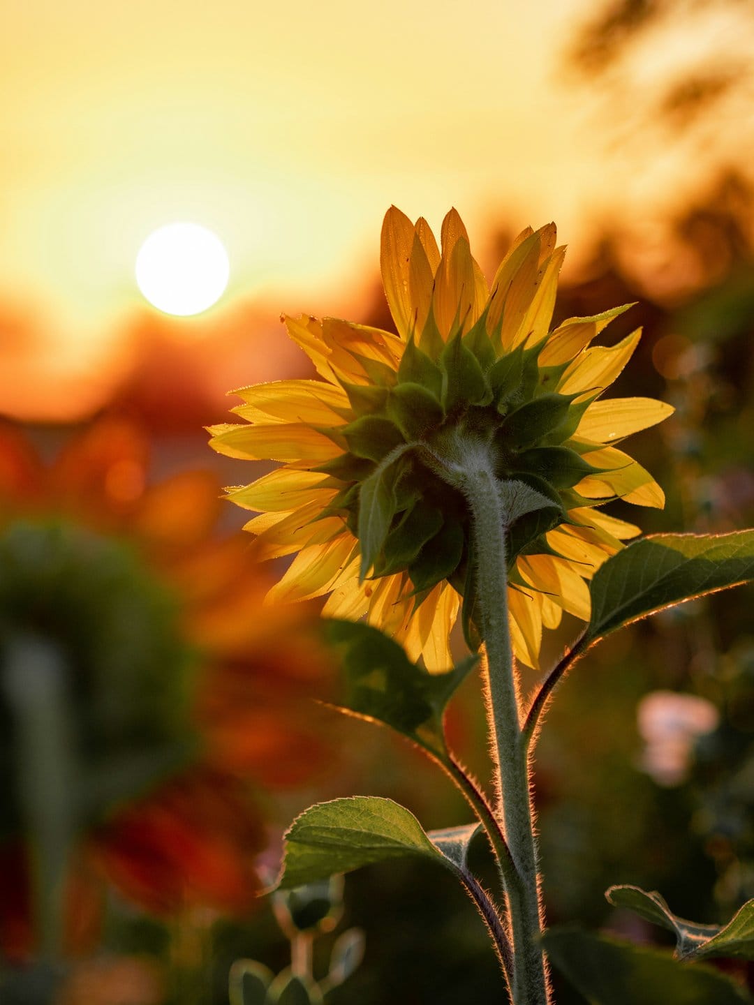 Sunflower petals illuminated by orange light from a setting sun in a meadow with a soft blurred background.