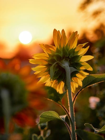 Sunflower wallpaper,Sunflower background,Sunflower desktop wallpaper,flower,flower wallpaper