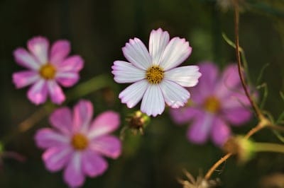 White cosmos flower with pink edges and a yellow center against a soft bokeh background of pink blooms and green.