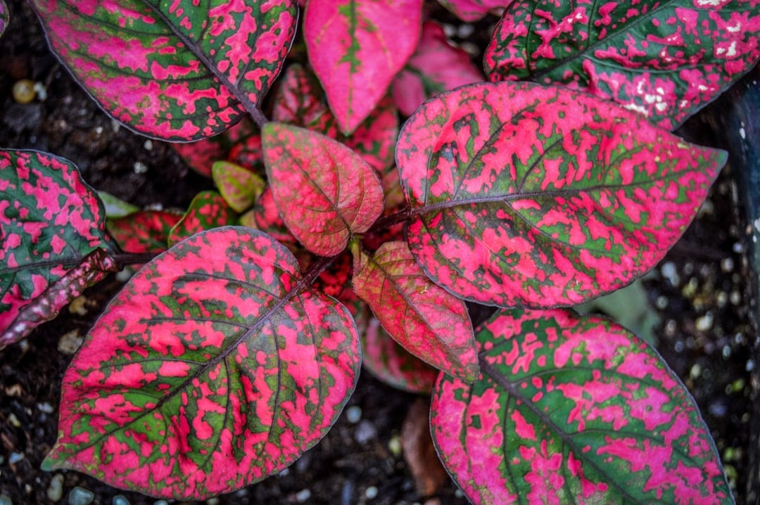 Hypoestes phyllostachya leaves with bright pink spots and deep green veins shown in a detailed macro close-up.