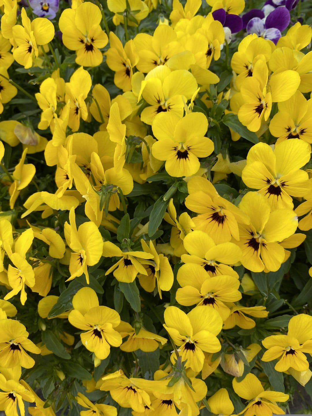 Yellow pansies with dark purple centers bloom in a dense cluster, showing delicate petal textures and bright colors.