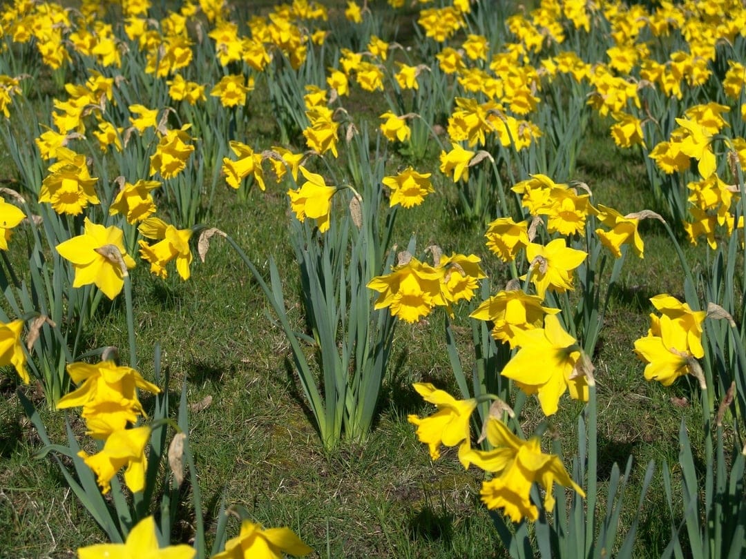 Bright yellow daffodils with long green stems grow in a sunlit field, captured from a low-angle perspective.