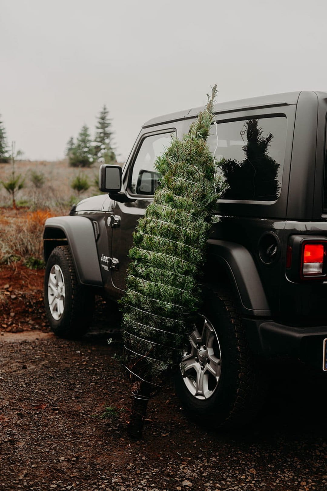 Black Jeep Wrangler parked on gravel beside a tall, spiral-wrapped evergreen tree under an overcast sky.