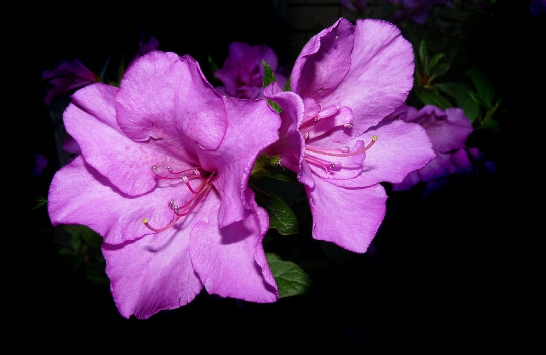 Pink azalea flowers with visible stamens and soft petals stand out against a dark backdrop with subtle green leaves.