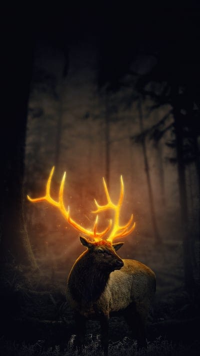 deer,antlers,glow,forest,wildlife