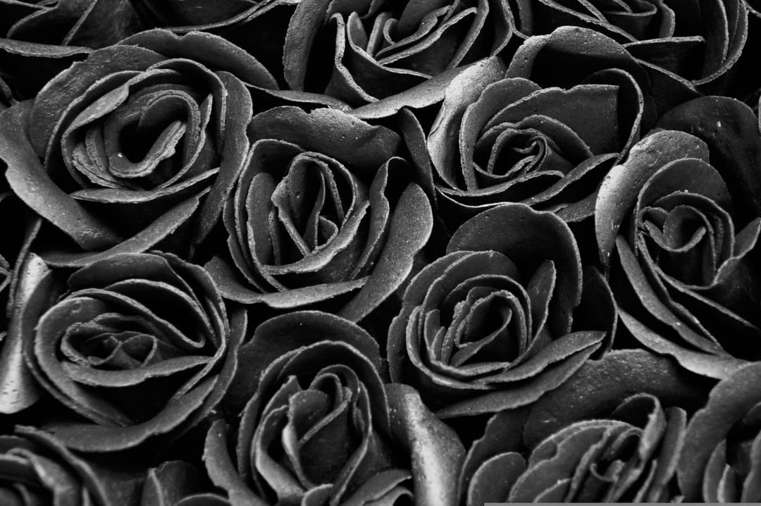 Black roses with velvety petals and high-contrast highlights arranged in a dense, monochromatic floral bouquet.