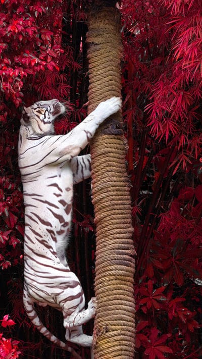 White tiger, big cat, wildlife, jungle, climbing, red leaves, majestic, predator, powerful, animal, nature, rare, exotic, wild, tree, striped, feline, Bengal tiger, captivity, dramatic