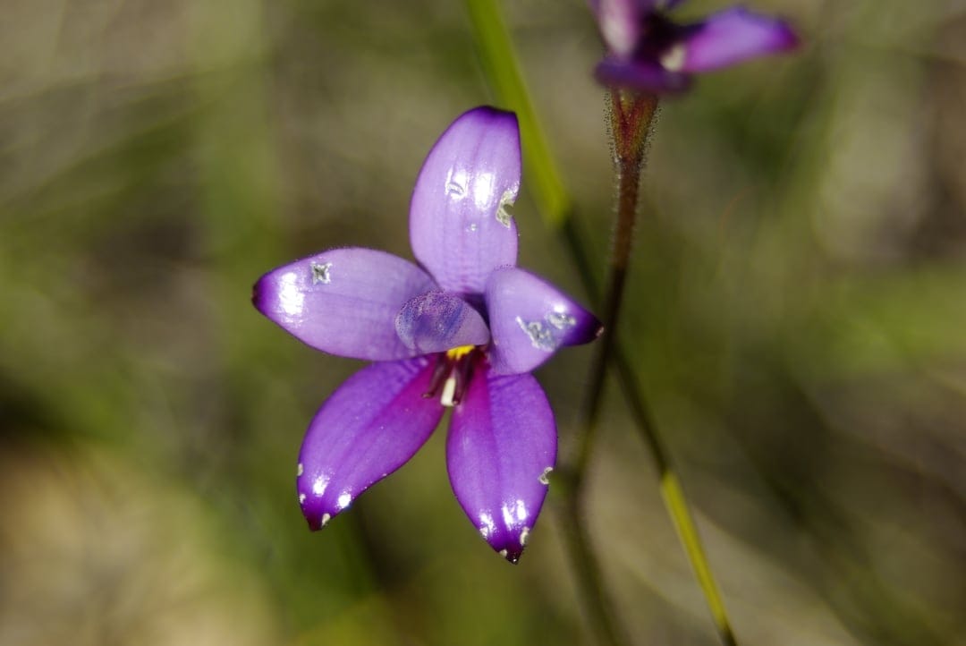 Purple orchid blossom with glistening dew drops on petals against a soft green bokeh background in macro detail.
