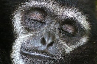 monkey  photo,monkey  wallpaper,monkey  background,animal