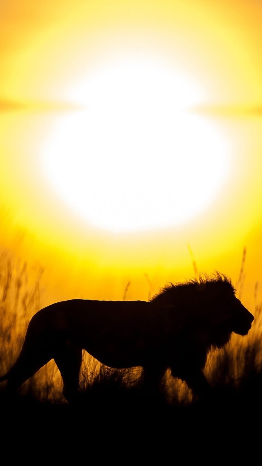 Lion profile silhouetted against a huge circular sun and orange sky during a serene sunset in the wild savanna.