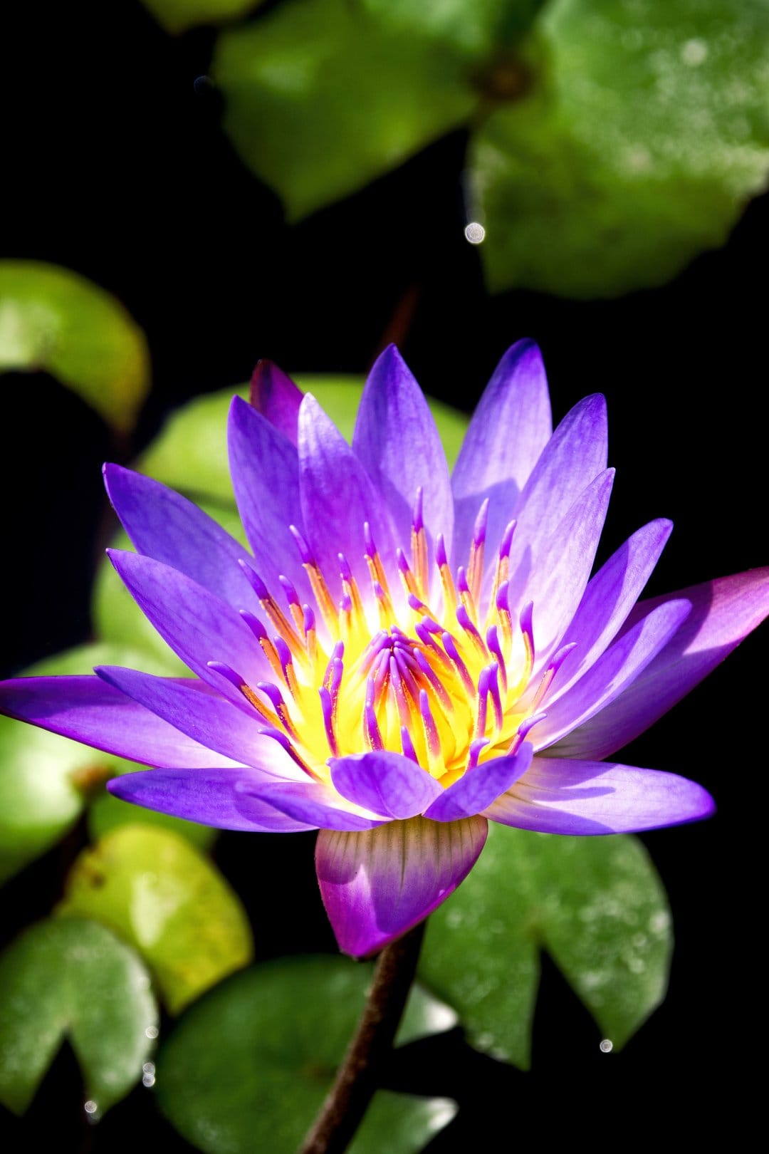 Purple water lily with yellow stamens floating on a dark pond surrounded by several green lily pads.
