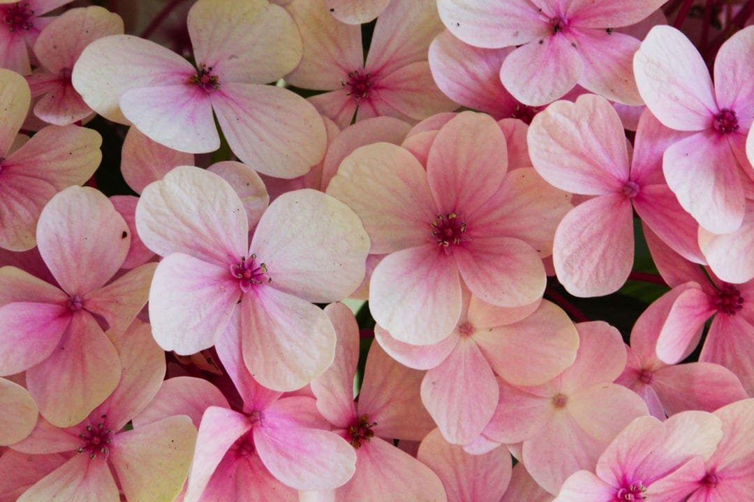 Pink hydrangea blossoms with dark magenta centers and soft petals fading to white in a close-up macro view.