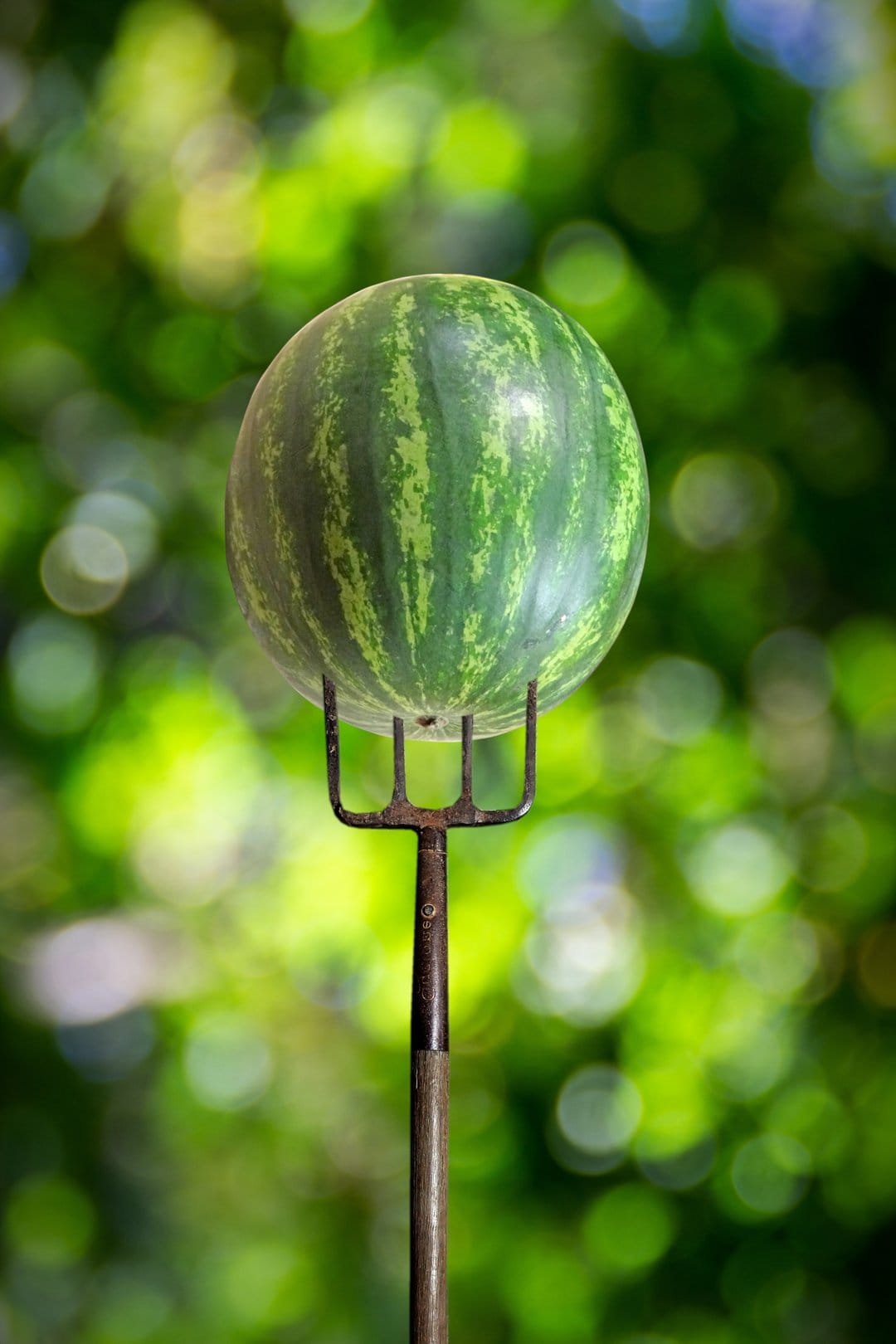 Watermelon impaled on the metal tines of a pitchfork against a blurred background of green summer garden foliage.