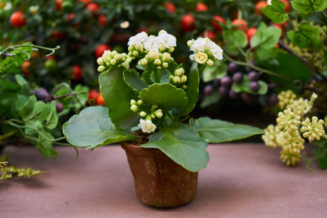 White Kalanchoe flowers in a clay pot with green succulent leaves against a soft berry-toned background.