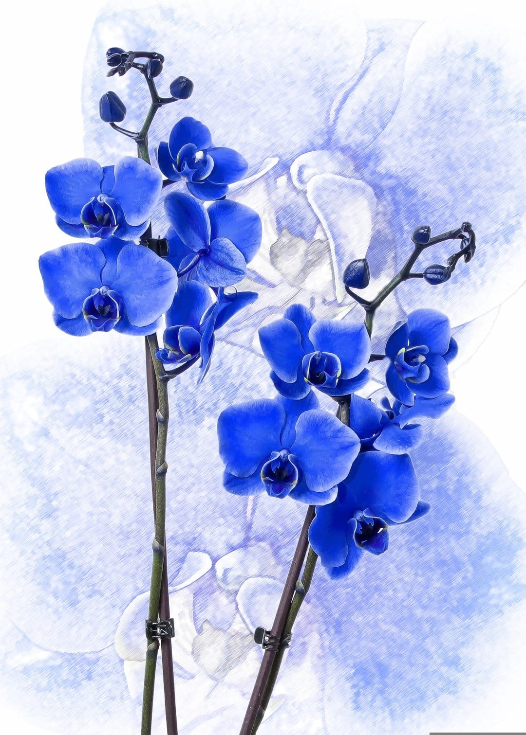 Blue orchid flowers with delicate petals and slender stems against a blurred indigo and white painted backdrop.