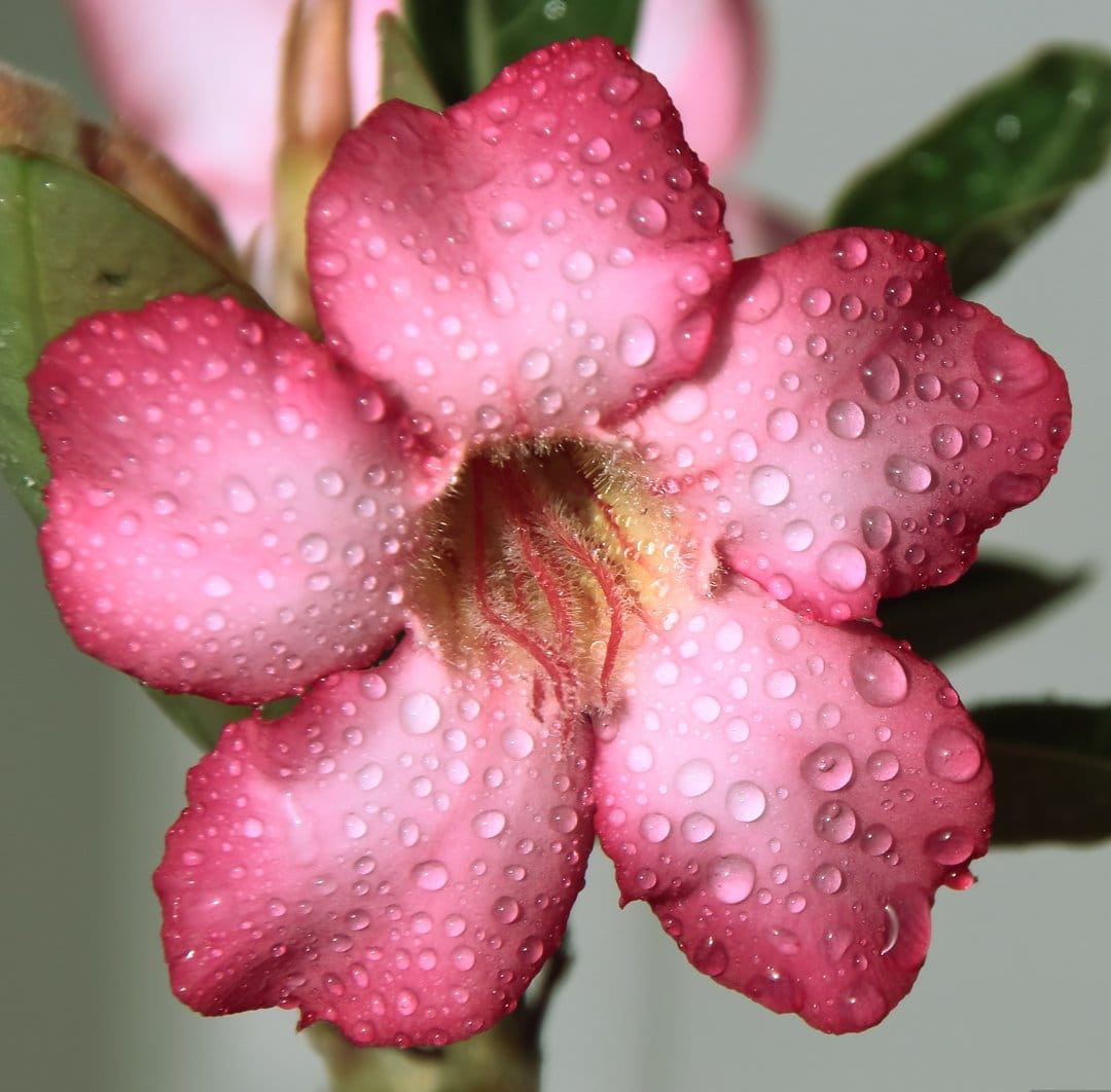 Pink Desert Rose flower with clear water droplets on petals and yellow stamens against a blurred green background.