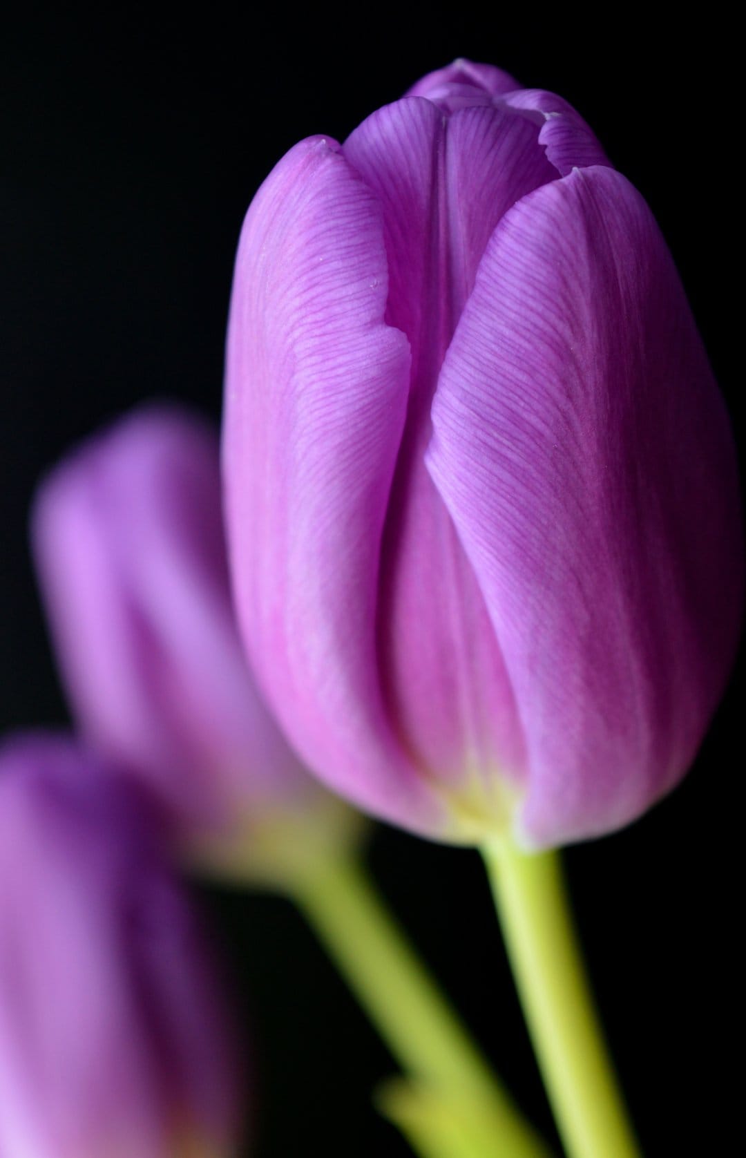 Purple tulip with velvety petals and intricate veins stands against a dark backdrop with soft floral bokeh.