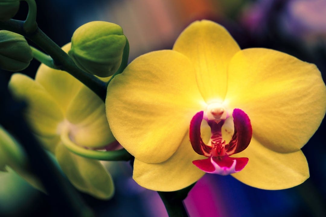 Yellow orchid bloom featuring a magenta center and unblown green buds against a soft bokeh background.
