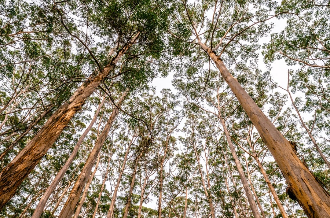 Eucalyptus tree trunks with peeling bark stretch upward toward a green canopy and blue sky in a forest setting.