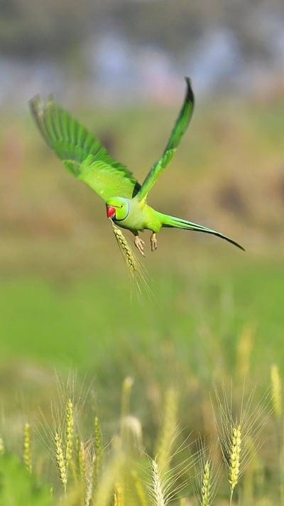 Parrot, bird, birds