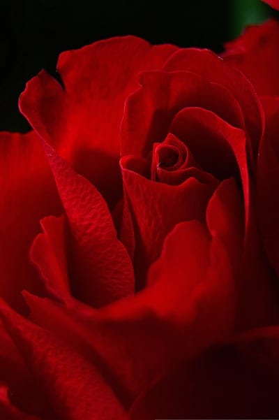 rose,rose petals,red rose,romantic,love,Samsung wallpaper,romance,mobile wallpaper 4k,nature,mobile wallpaper,rose flower,flower wallpaper,pink,rose wallpaper,wallpaper,flowers,heart,lock screen wallpaper,Valentine s,phone wallpaper