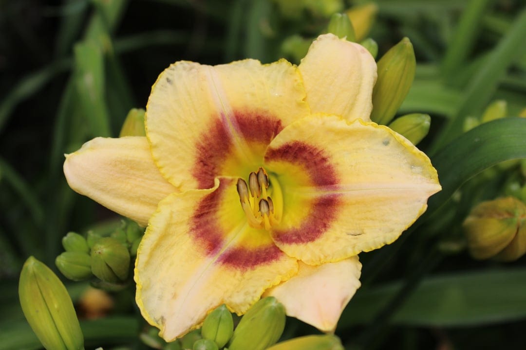 Pale yellow daylily flower with a red center and green buds stands against a blurred garden foliage background.