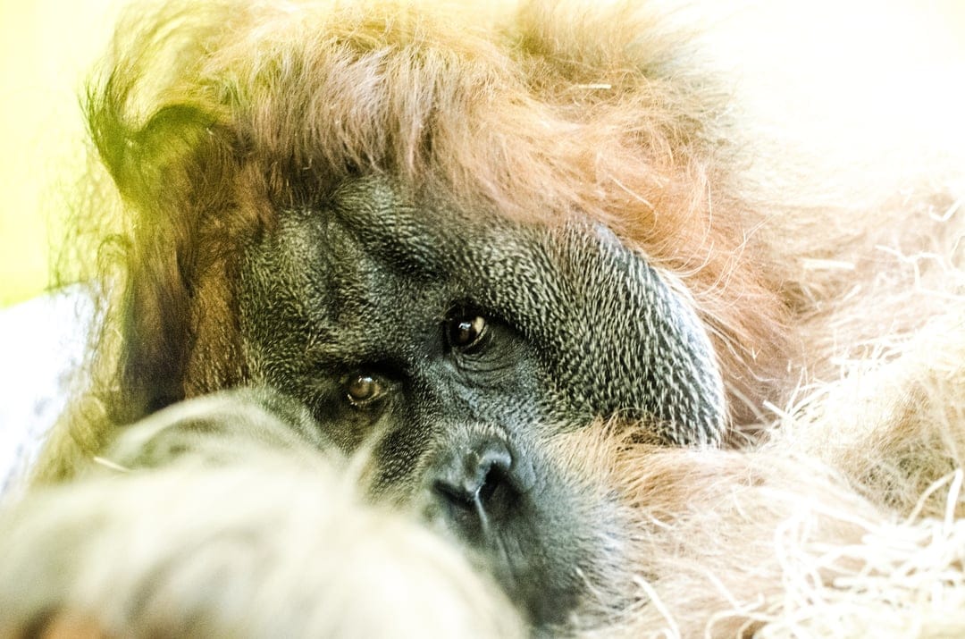 Orangutan face resting on its hand with detailed orange fur and dark eyes in a soft focus wildlife portrait.