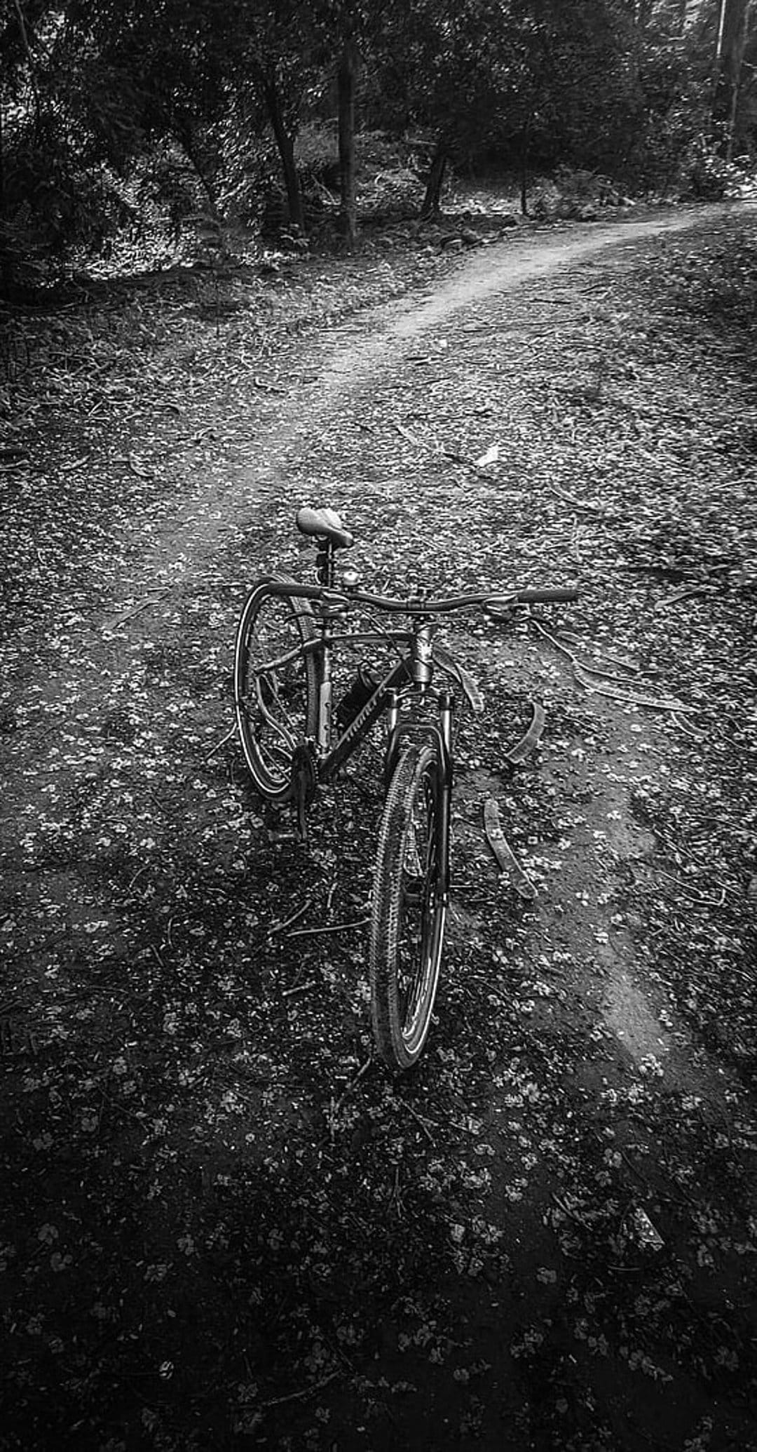 Vintage bicycle parked on a woodland path covered in fallen leaves under high-contrast forest tree shadows.