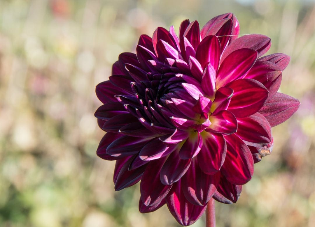 Dark red dahlia flower with layered petals and a deep purple center against a soft green blurred garden background.