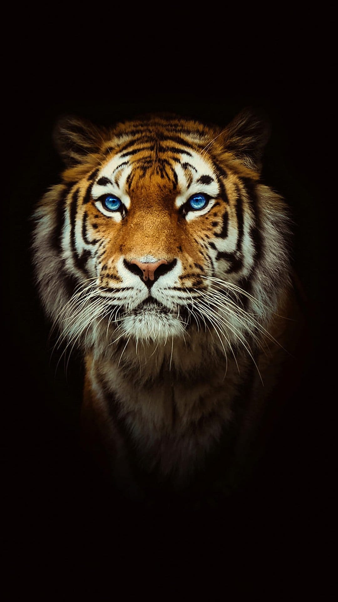 Orange tiger with luminous blue eyes stares forward from a dark background in a detailed wildlife portrait.